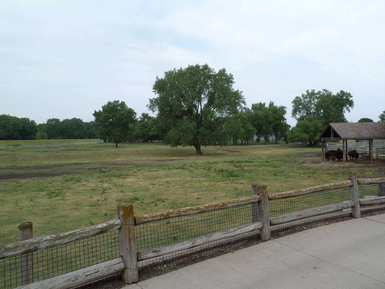 Bison/Pronghorn Antelope Exhibit