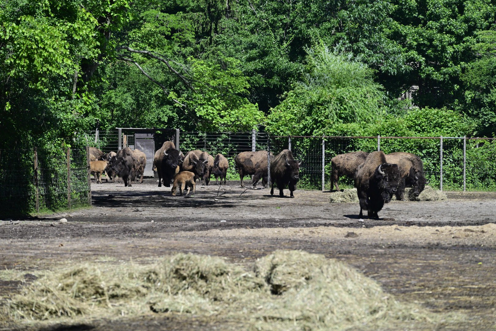 Bison Range - American Bison (Bison bison)