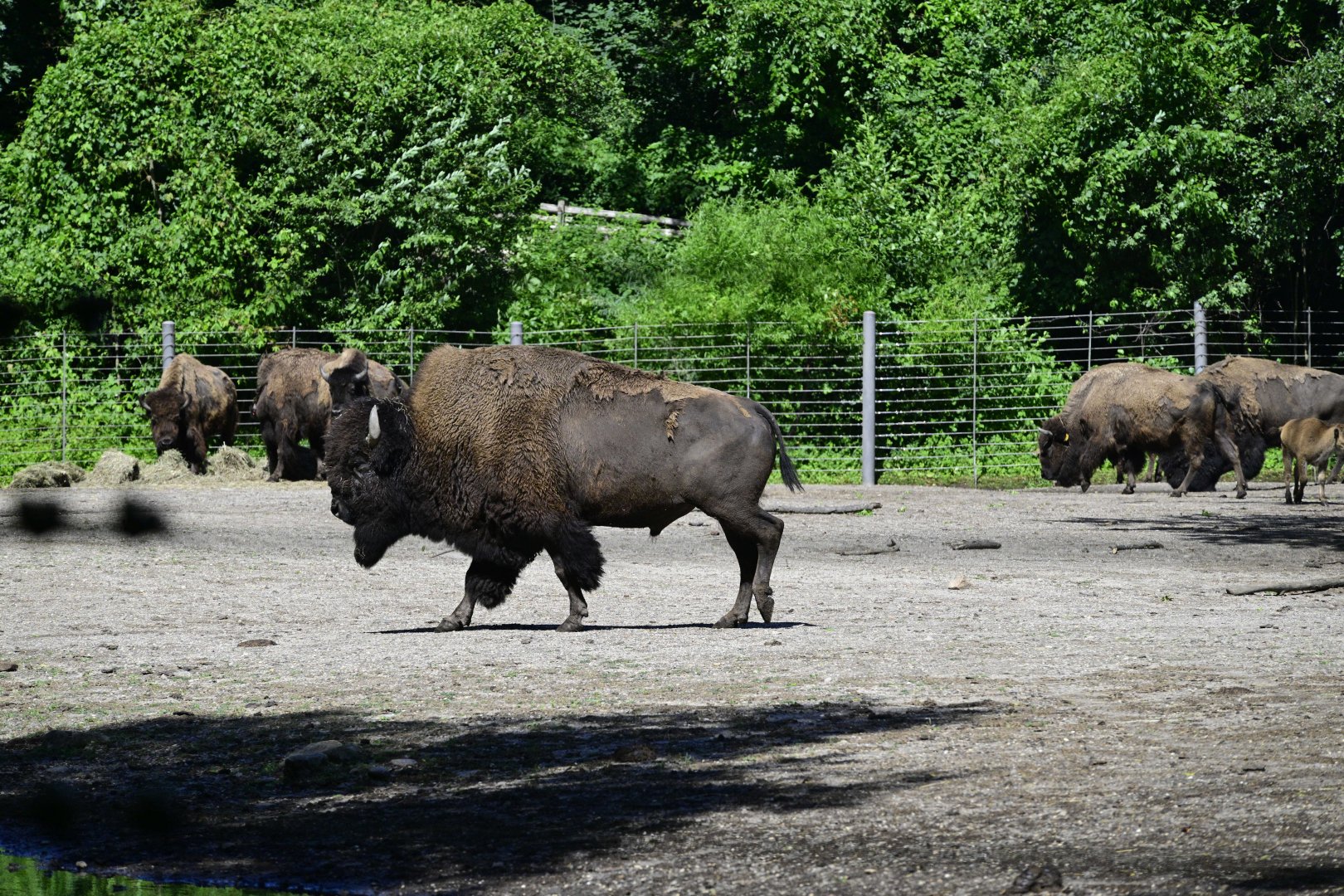 Bison Range - American Bison (Bison bison)