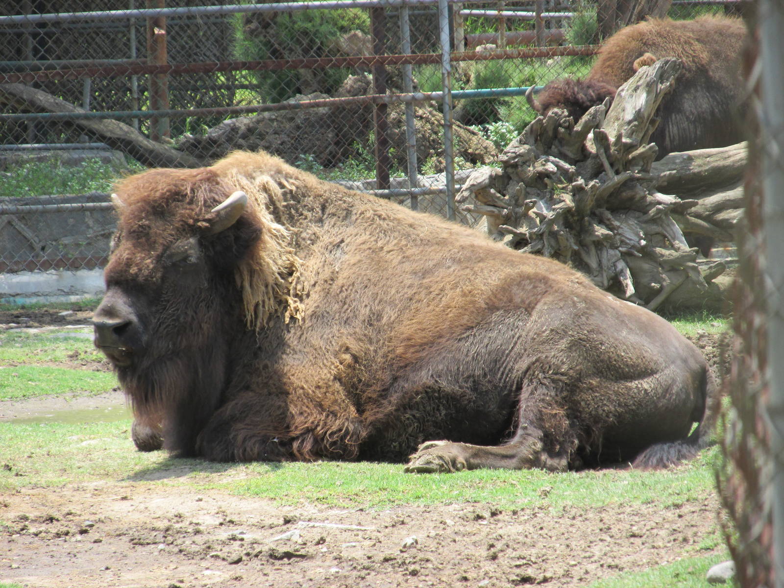 bison san juan de aragon zoo