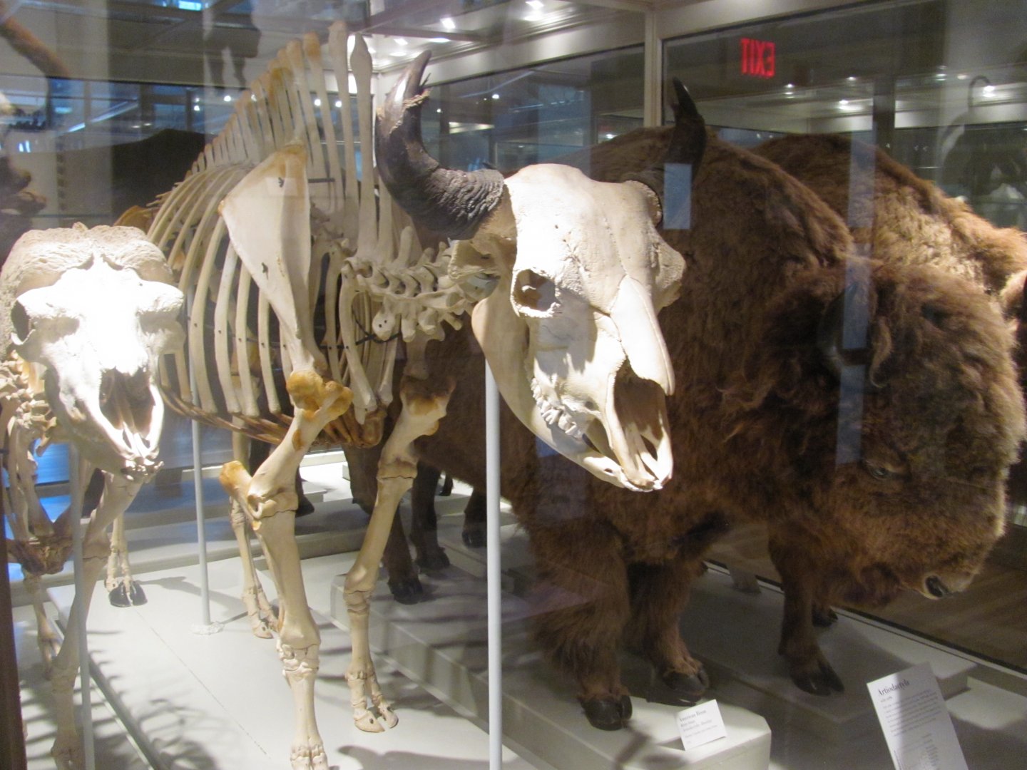 Bison Skeleton