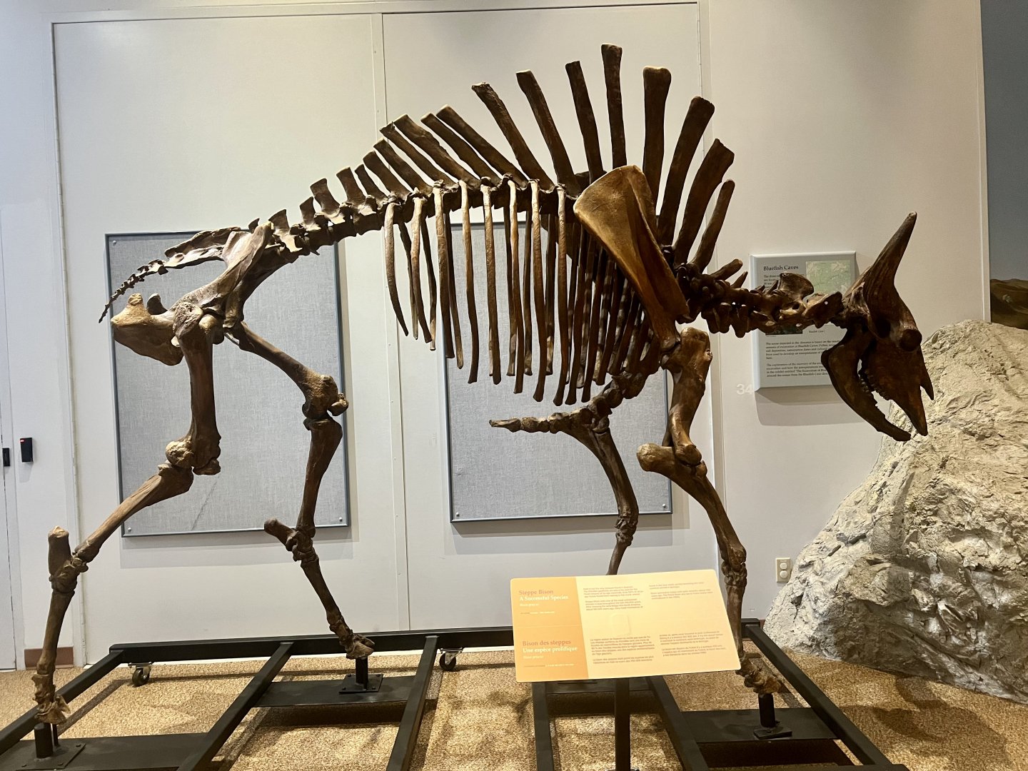 Bison skeleton
