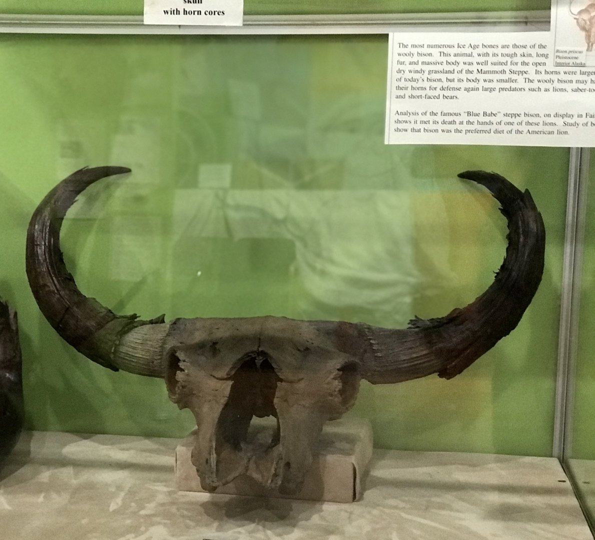 Bison Skull