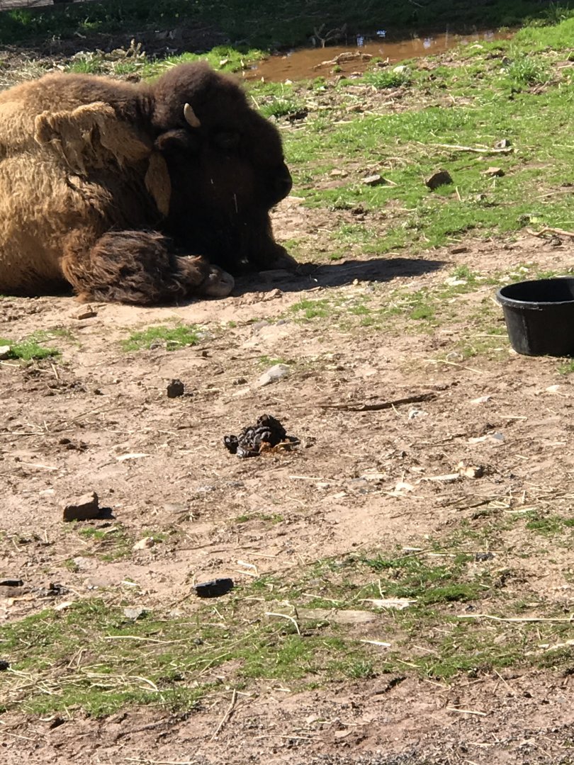 Bison sunbathing
