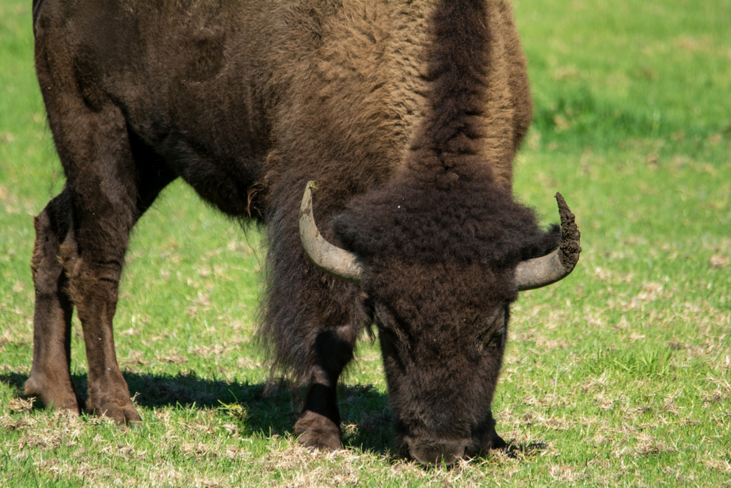 Bison - Taronga Western Plains Zoo visit April 2014