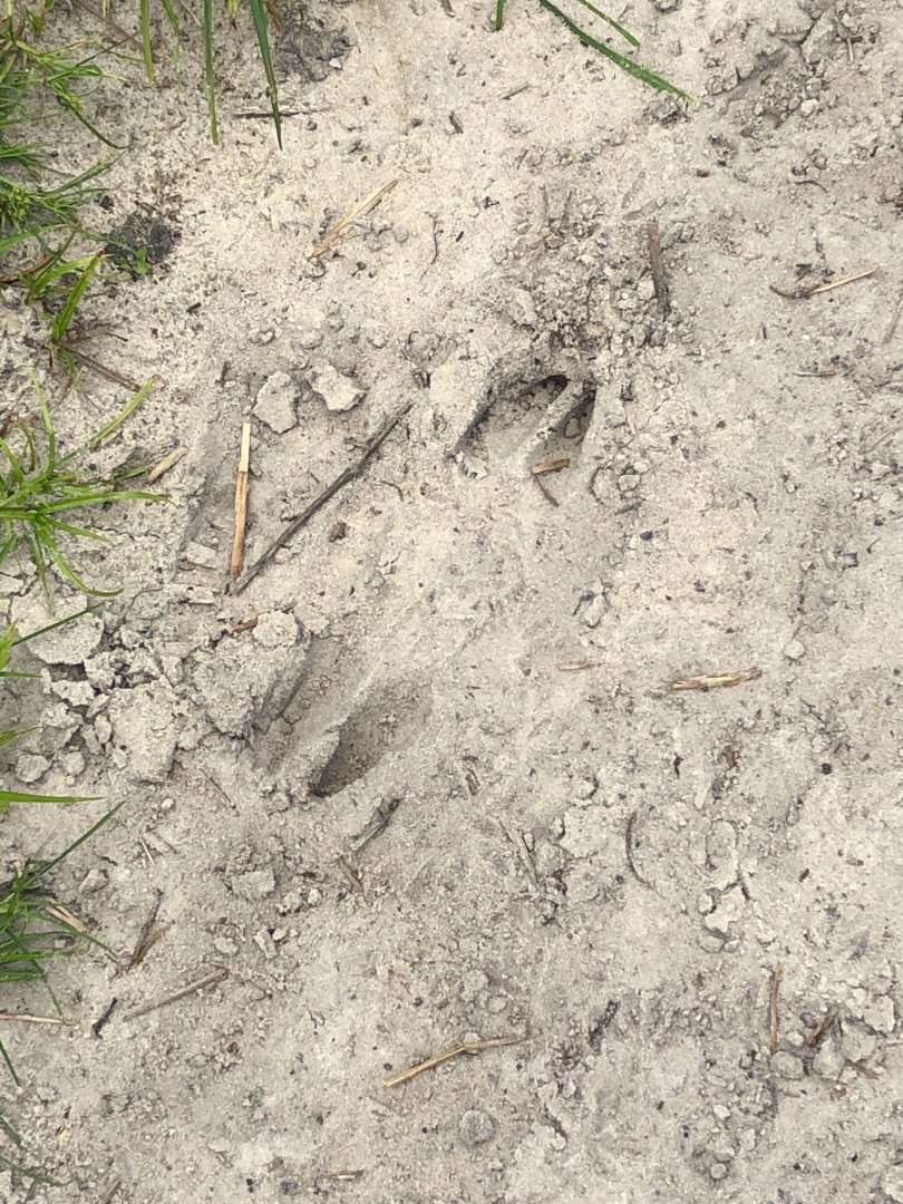 Bison Tracks