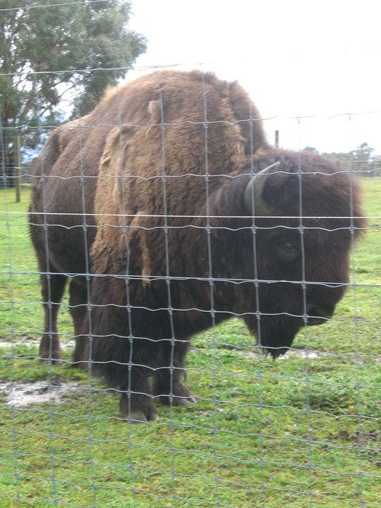 Bison - up close