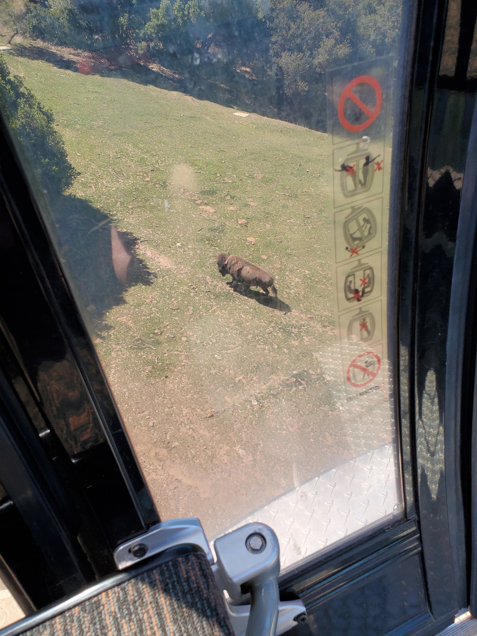 Bison viewed from the gondola - 10 Jun 2022