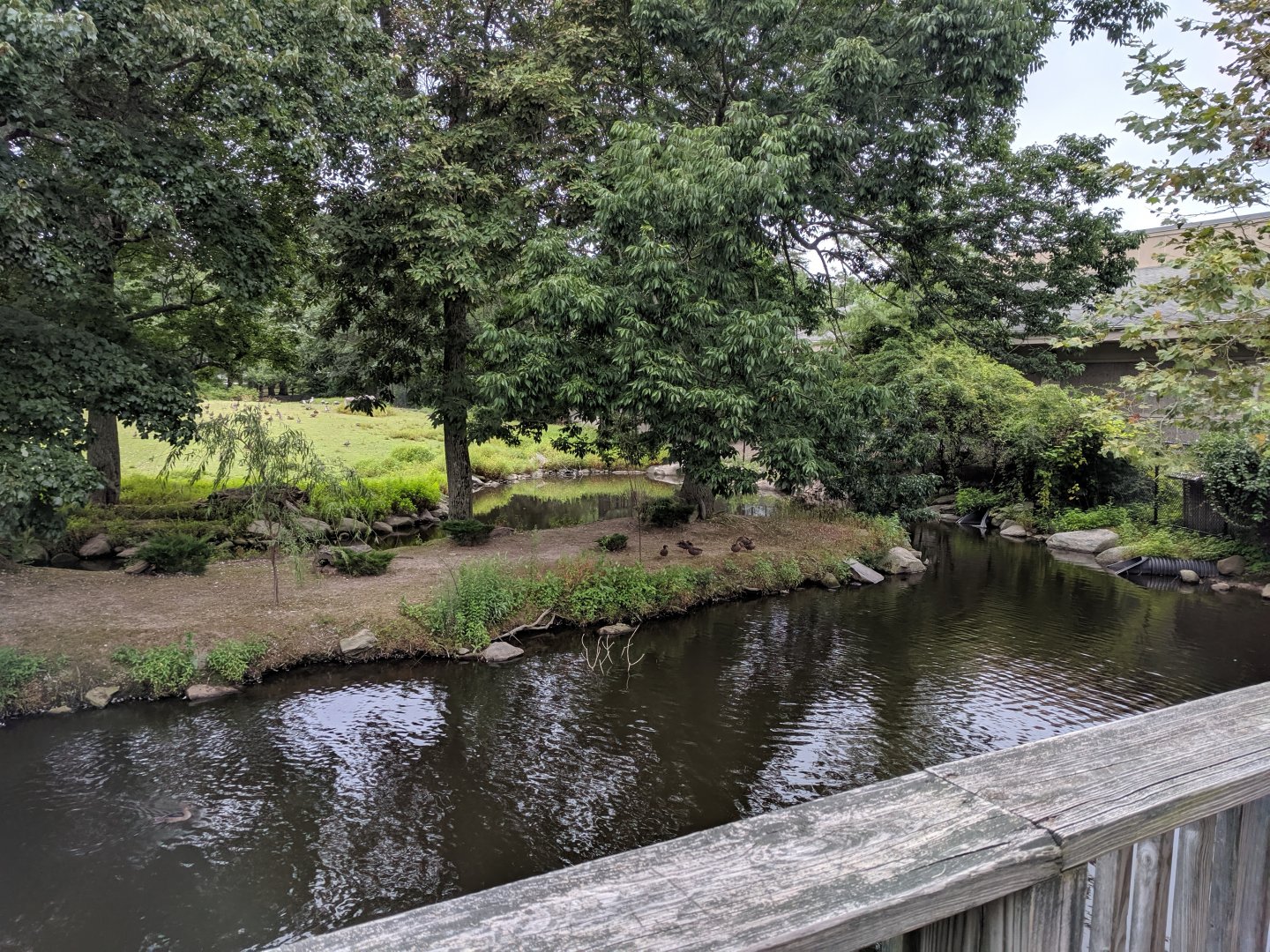 Bison/Waterfowl Exhibit