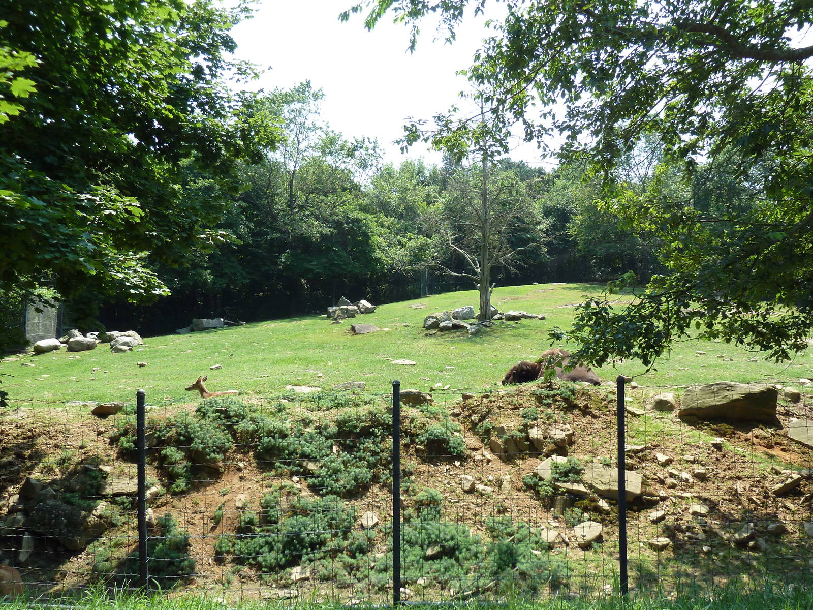 Bison/White-Tailed Deer Exhibit