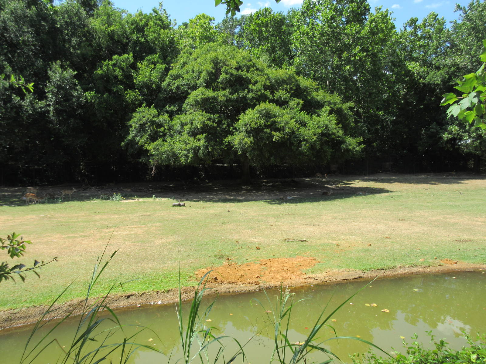 Bison/White-Tailed Deer/Texas Longhorn/Sandhill Crane/Turkey Vulture Exhibi