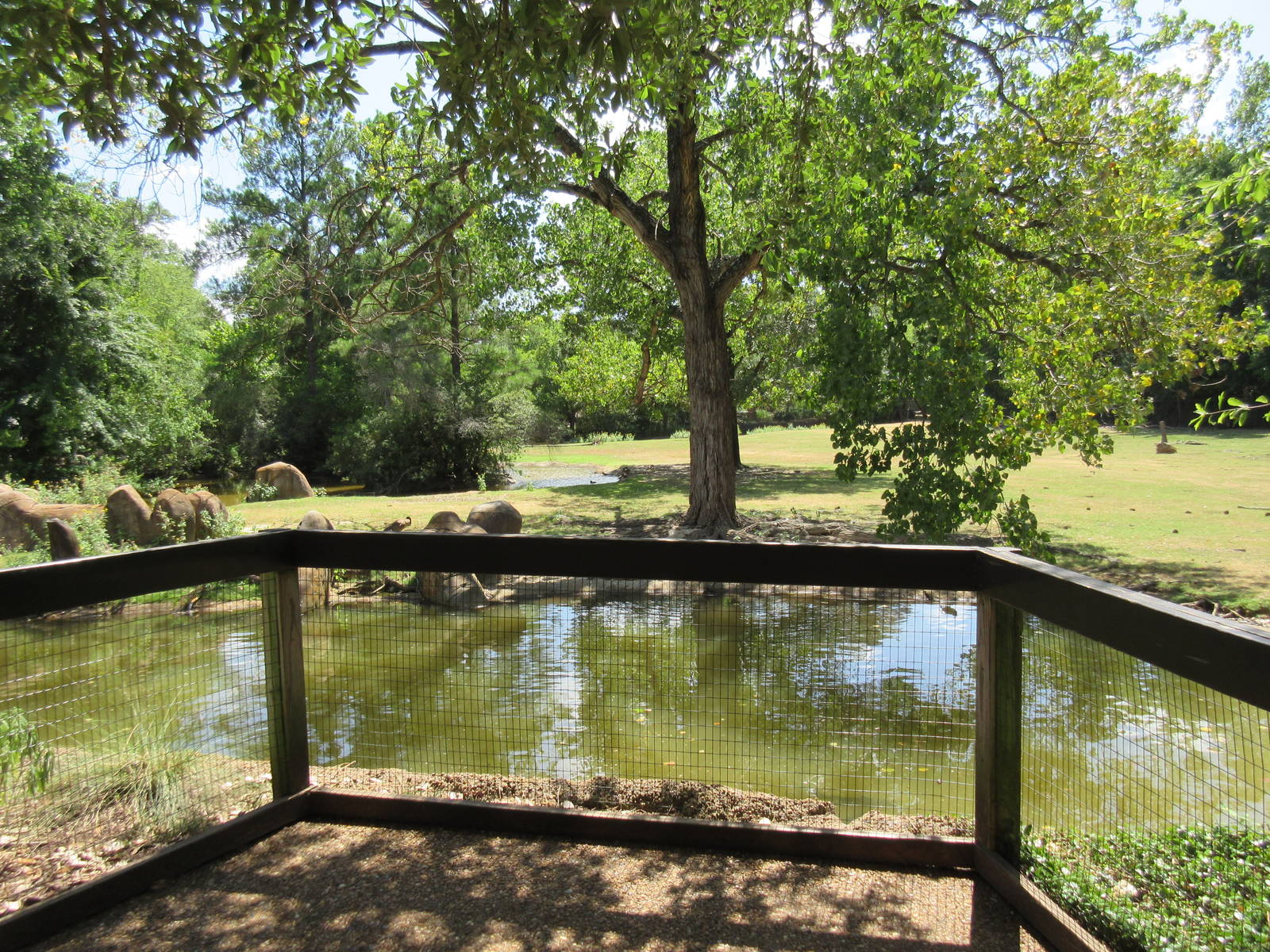 Bison/White-Tailed Deer/Texas Longhorn/Sandhill Crane/Turkey Vulture Exhibi