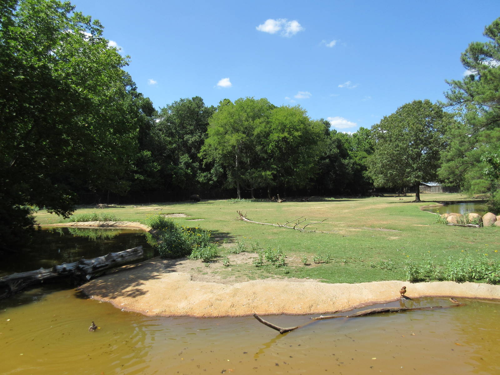 Bison/White-Tailed Deer/Texas Longhorn/Sandhill Crane/Turkey Vulture Exhibi