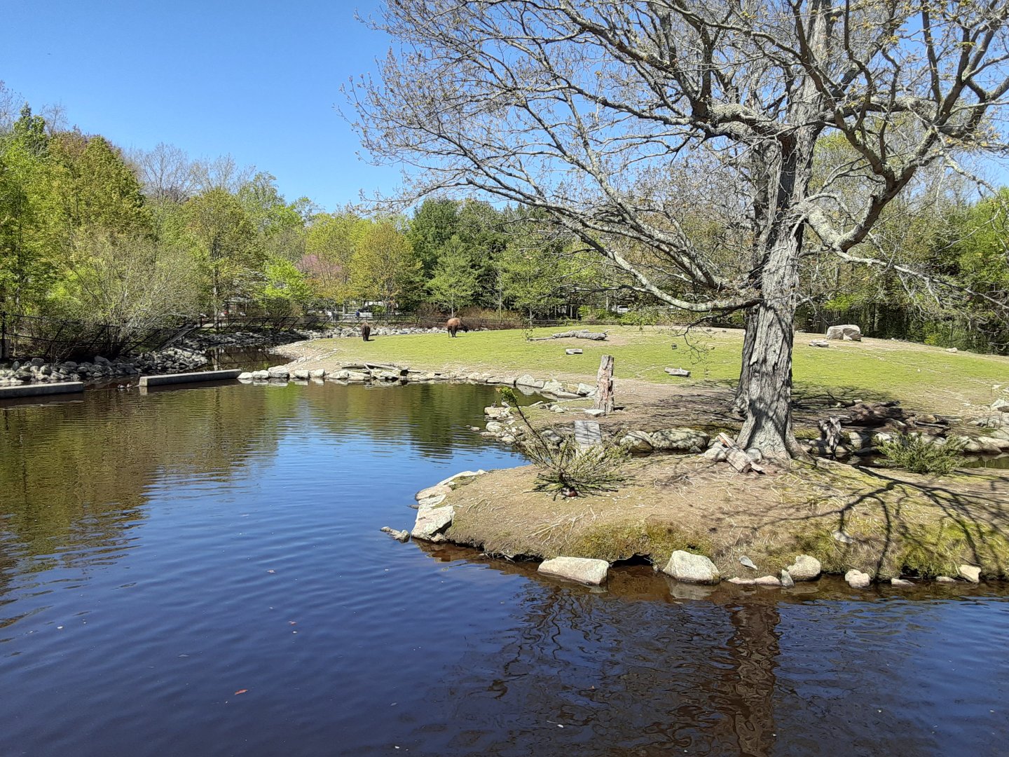 Bison/White-Tailed Deer/Waterfowl Exhibit