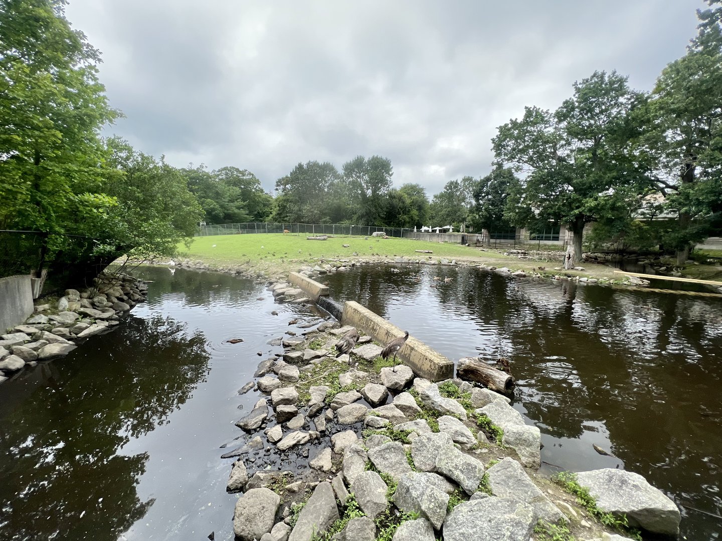 Bison, Whitetail, and Waterfowl Exhibit