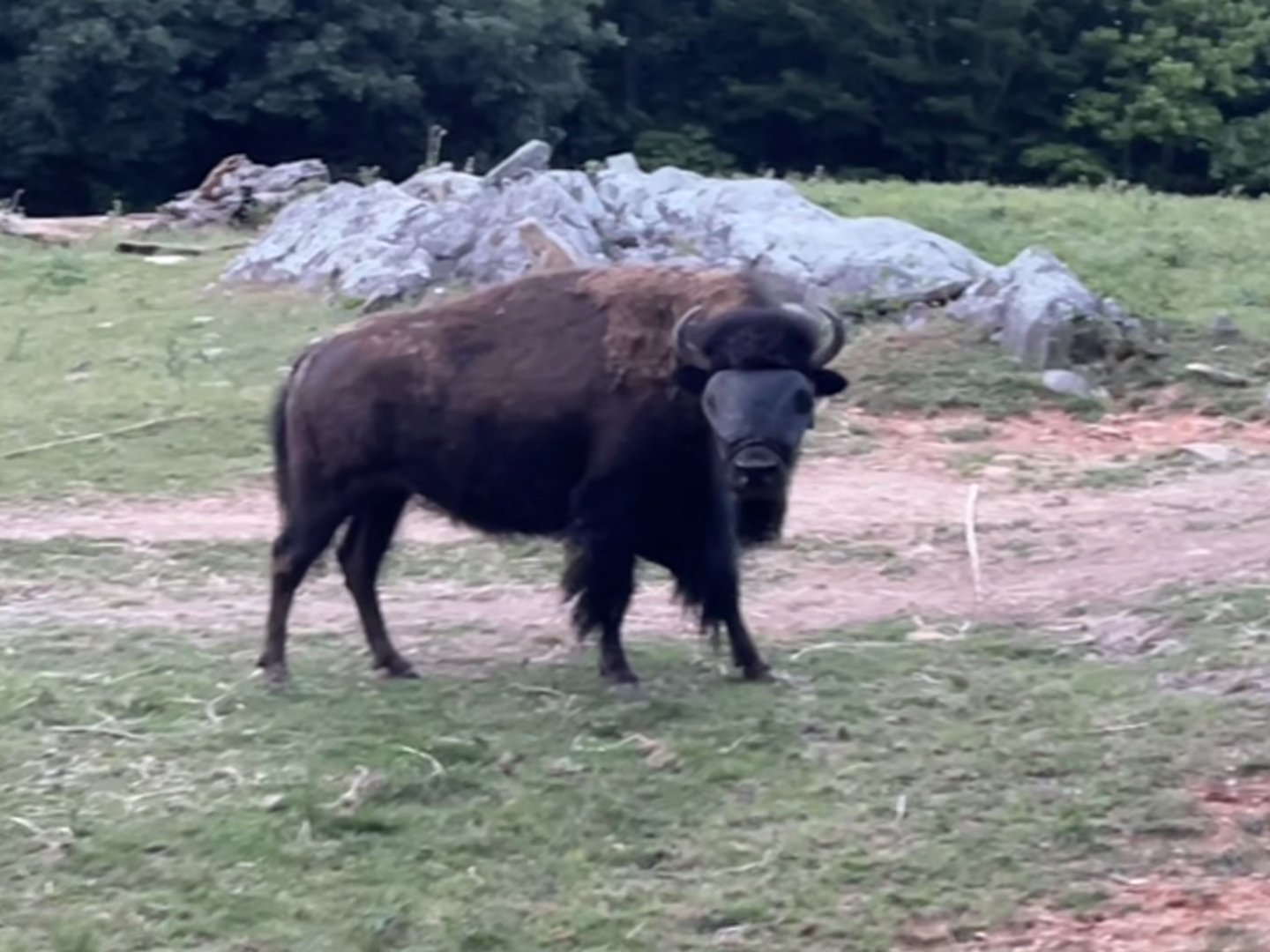 Bison with a Fly Mask