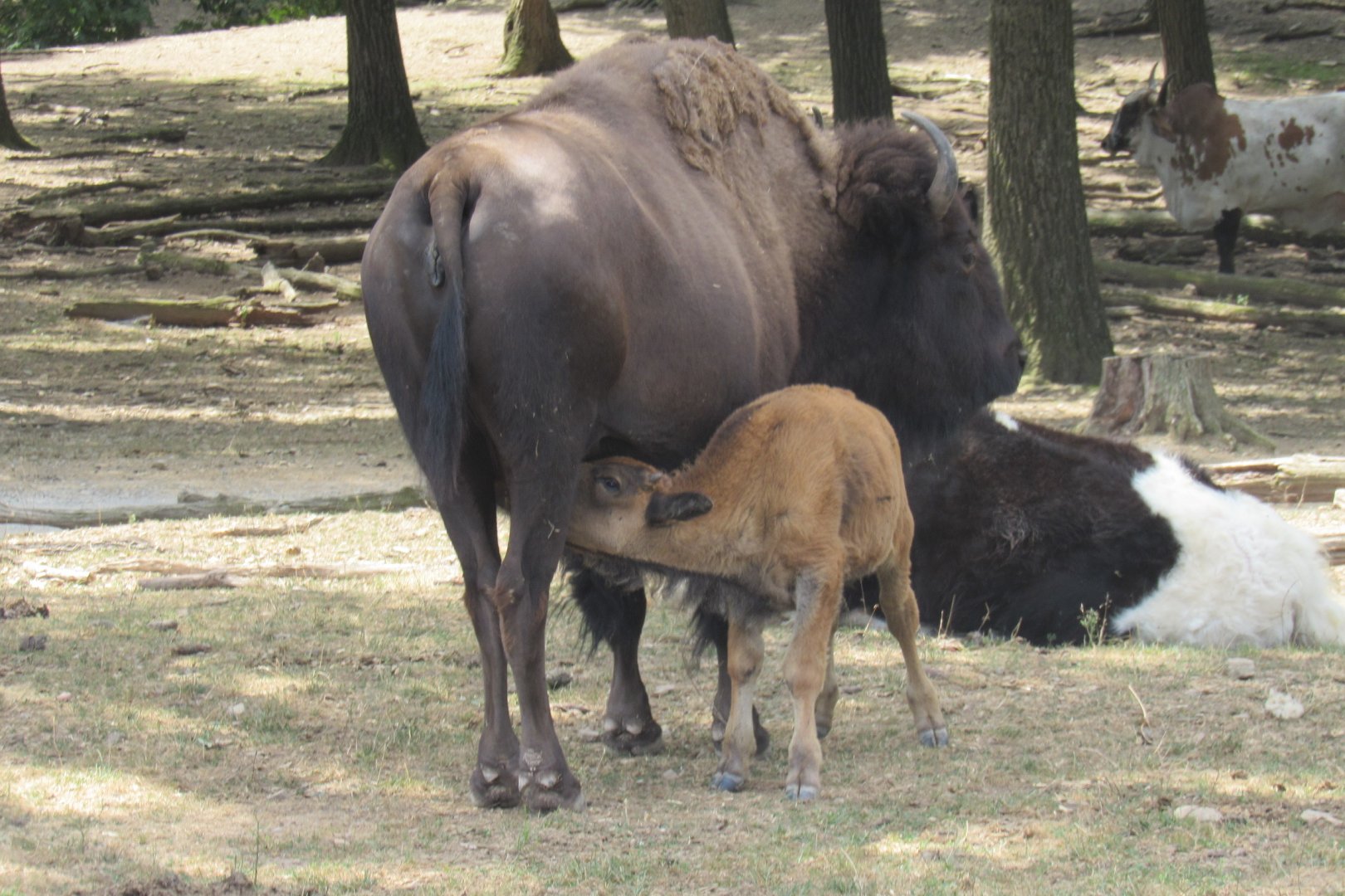 bison with calf