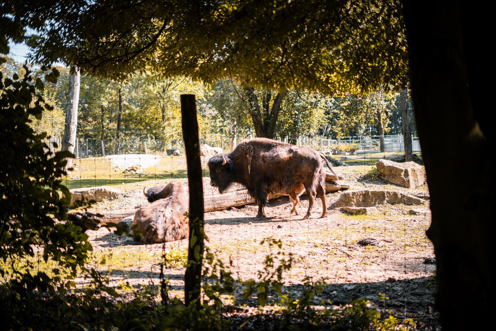 Bison with calf