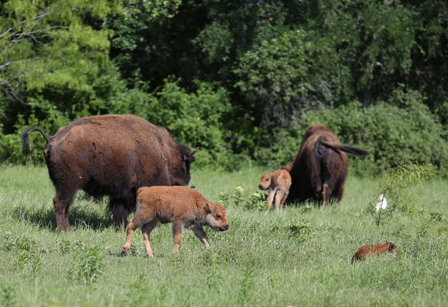 Bison with calves