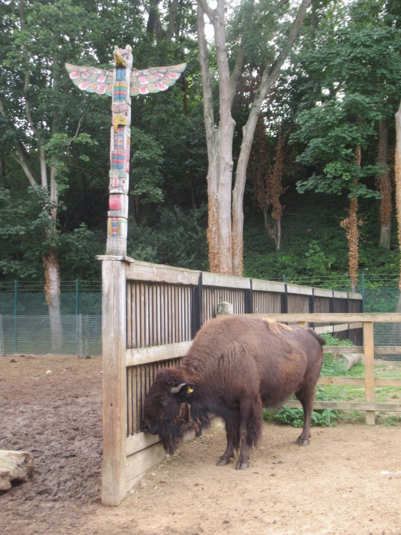 Bison with totem pole