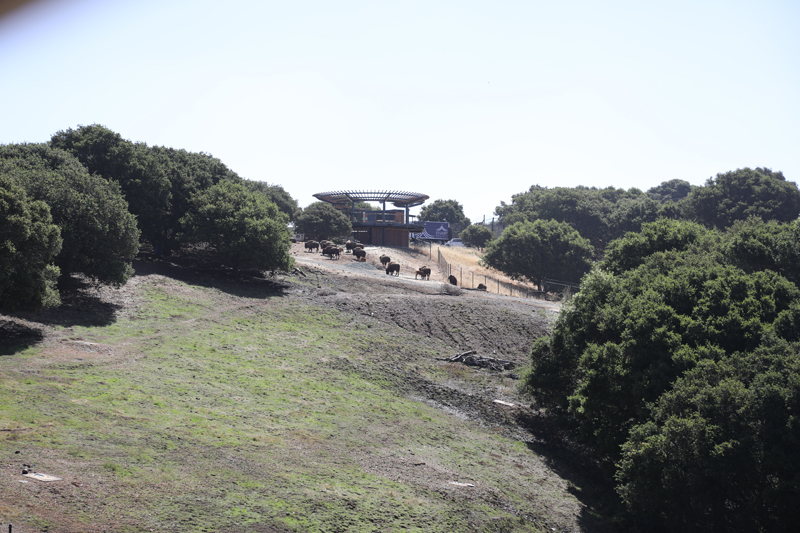 bison yard (from gondola)