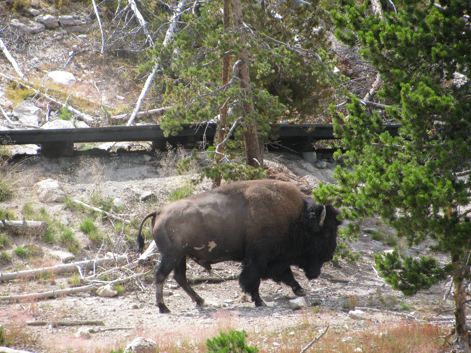 Bison