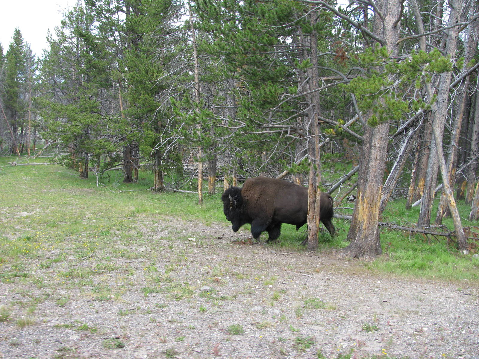 Bison