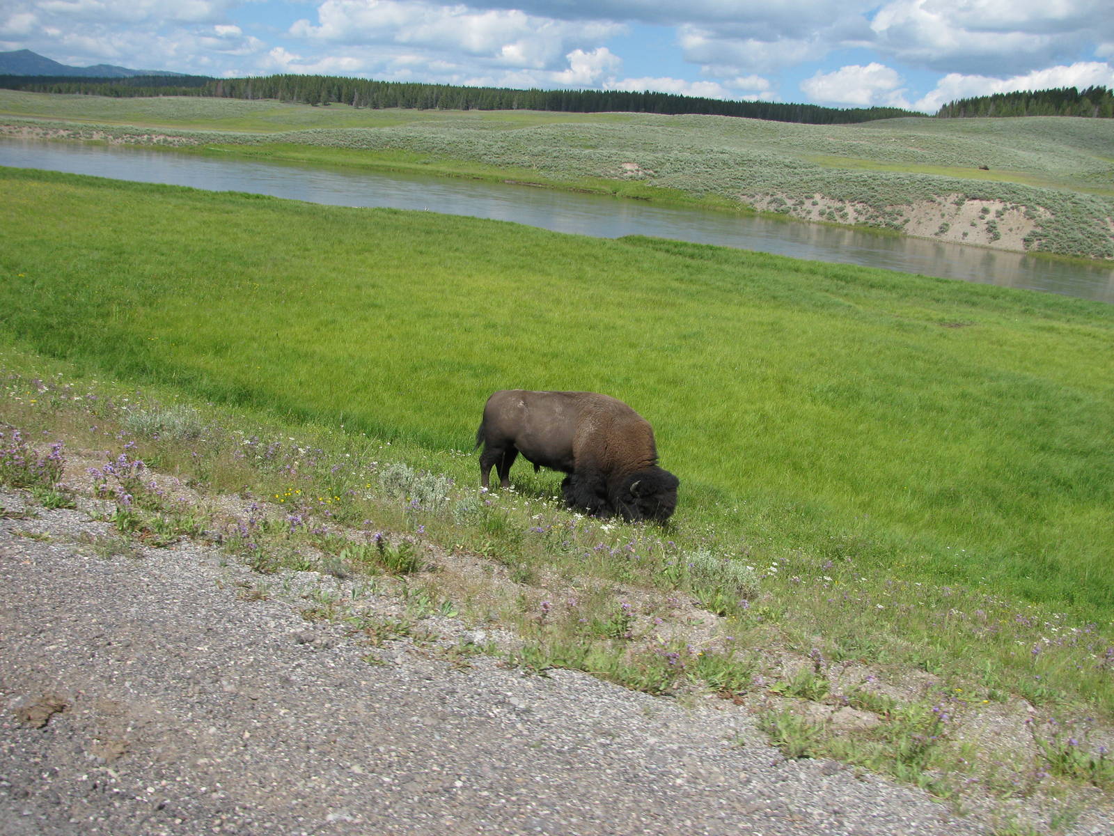 Bison
