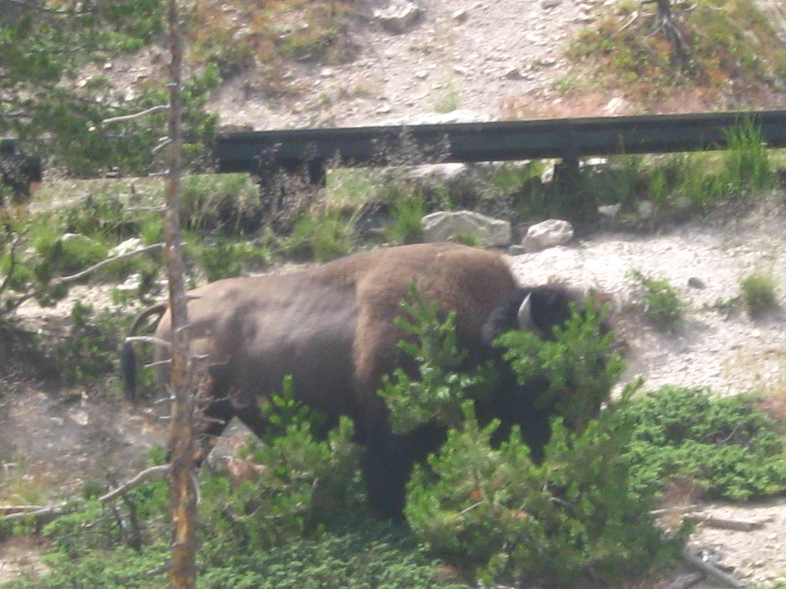 Bison