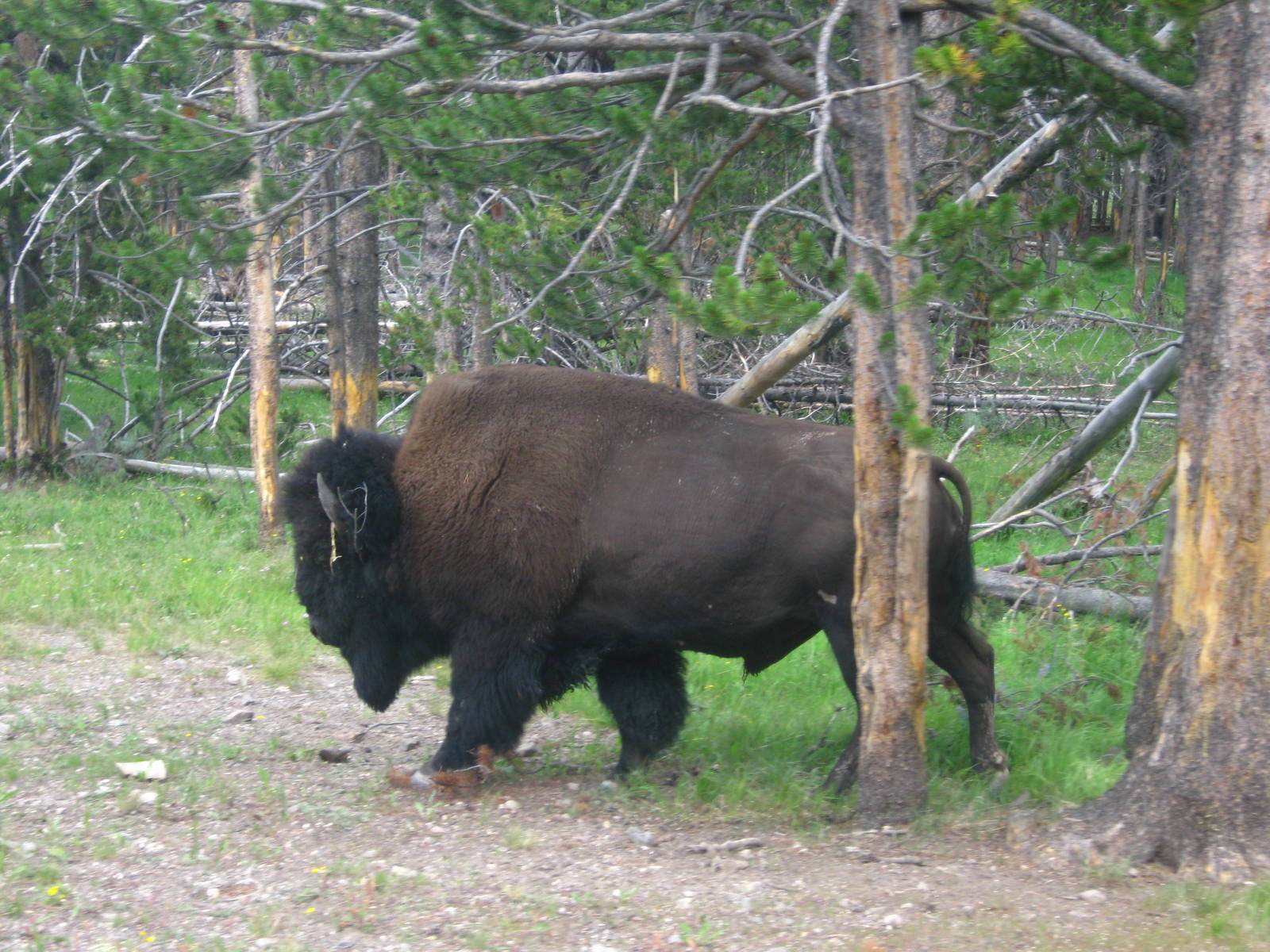 Bison