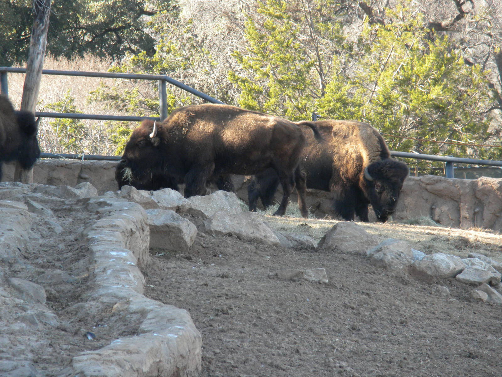 Bison