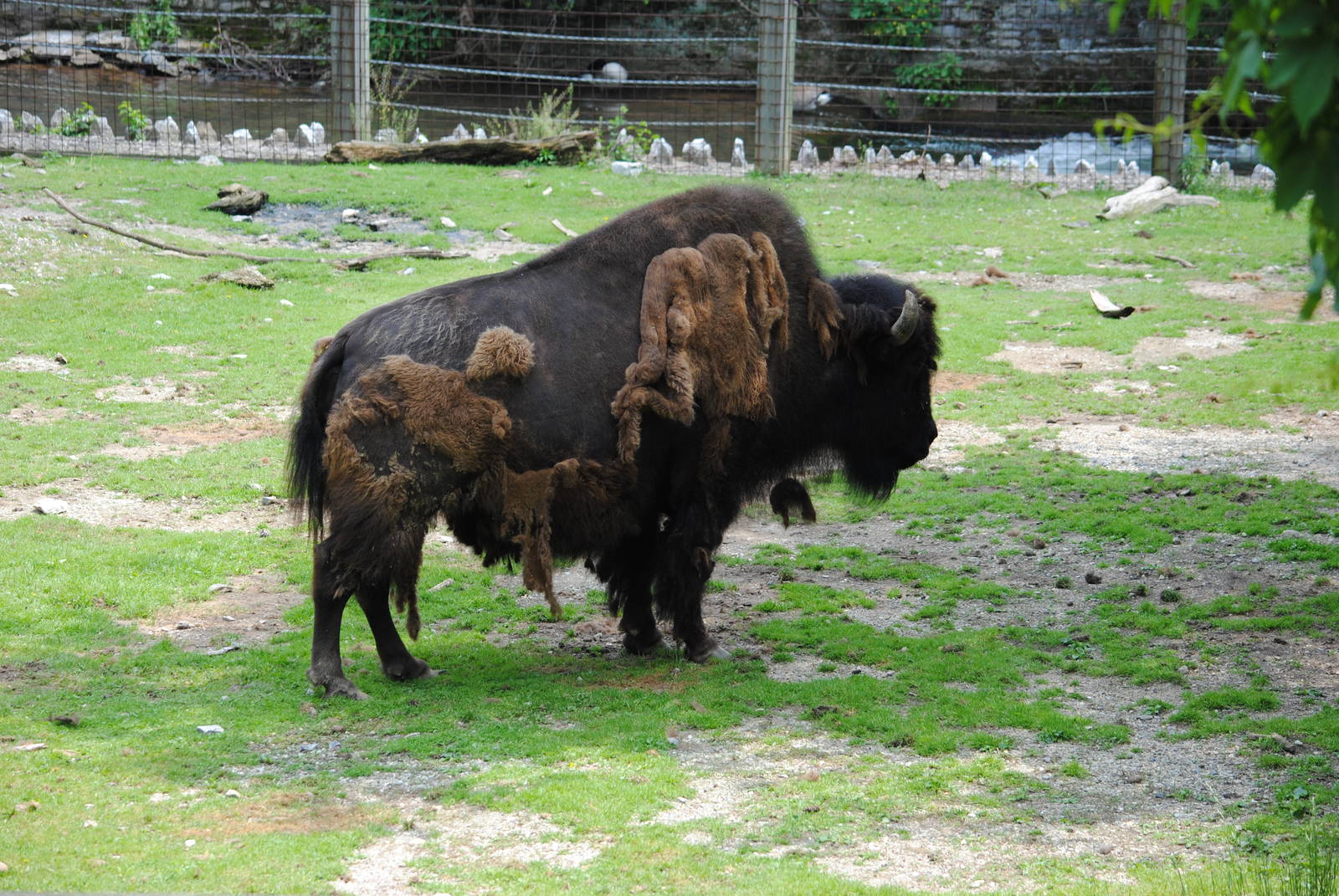 Bison