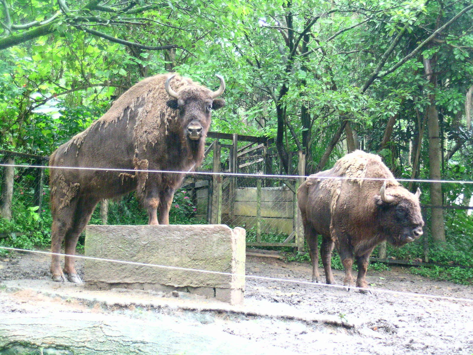 Bison
