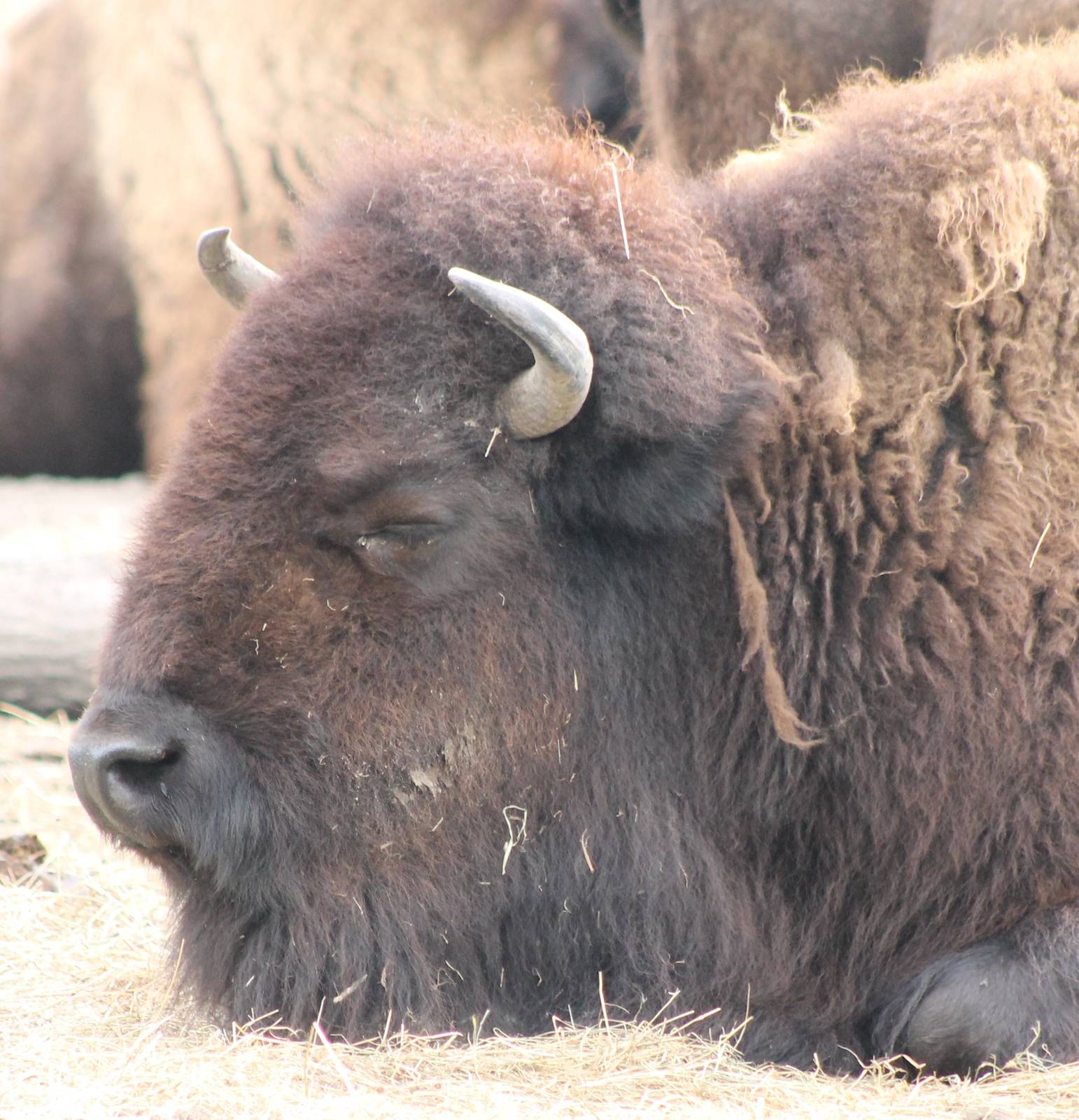 Bison
