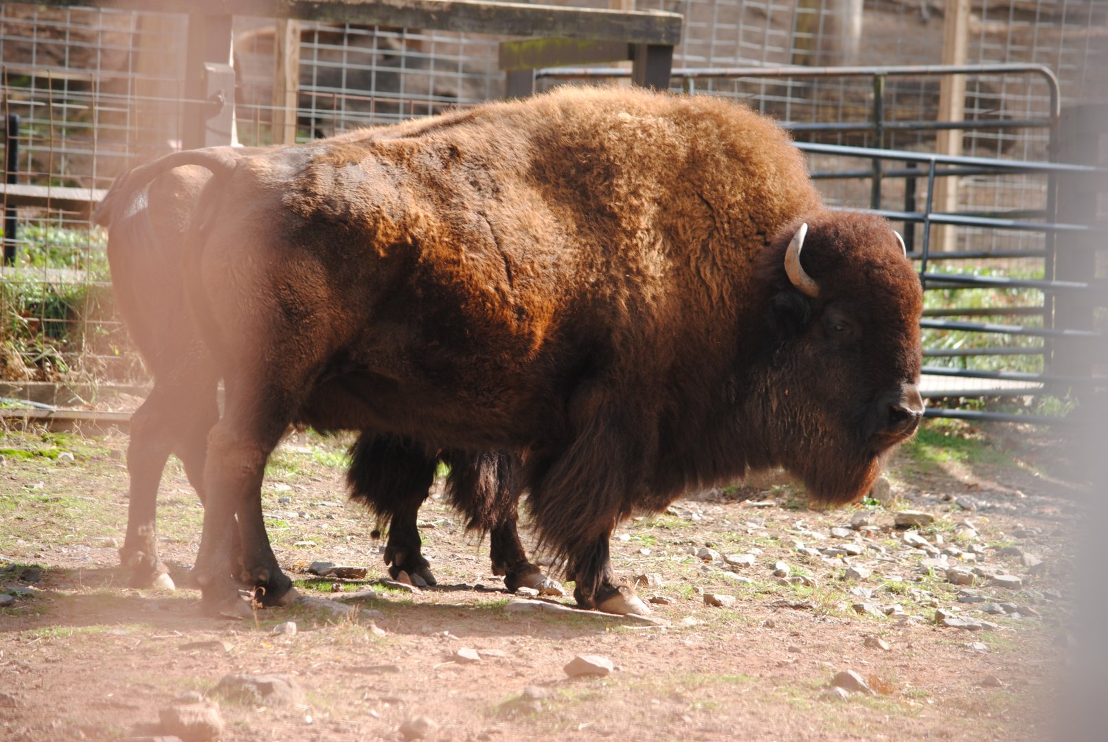Bison