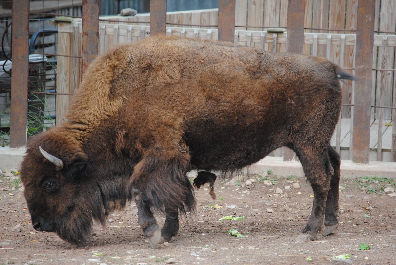 Bison