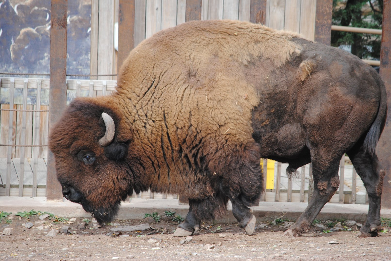 Bison