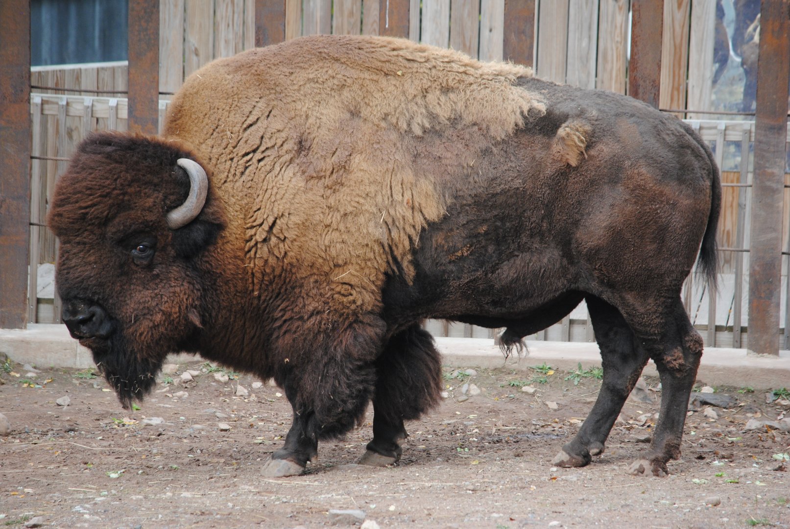 Bison