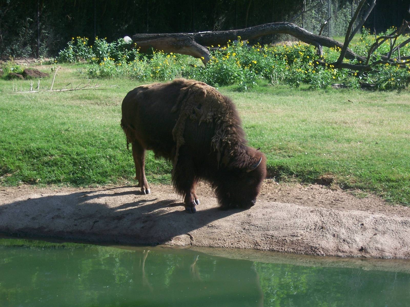Bison