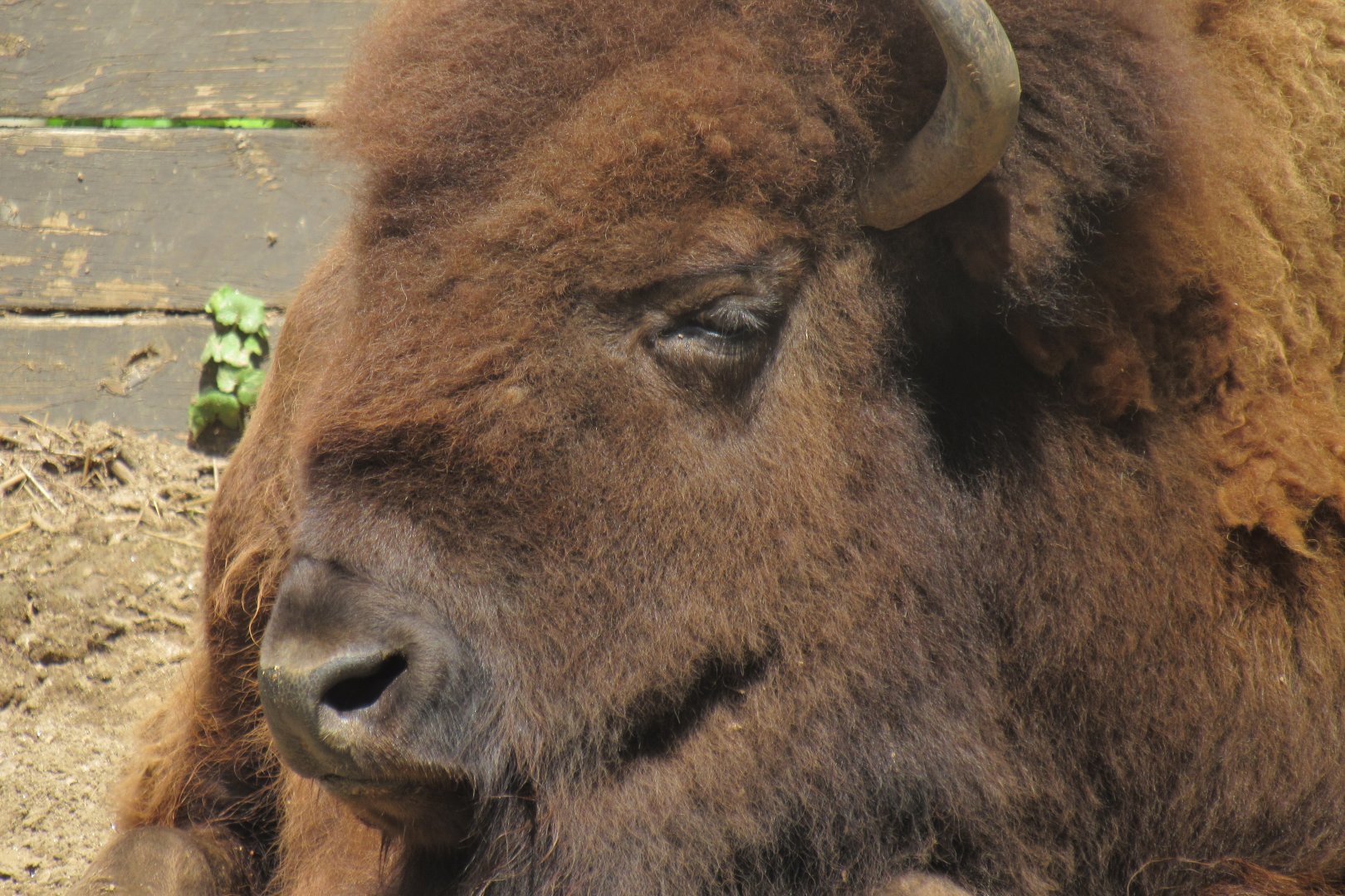 bison