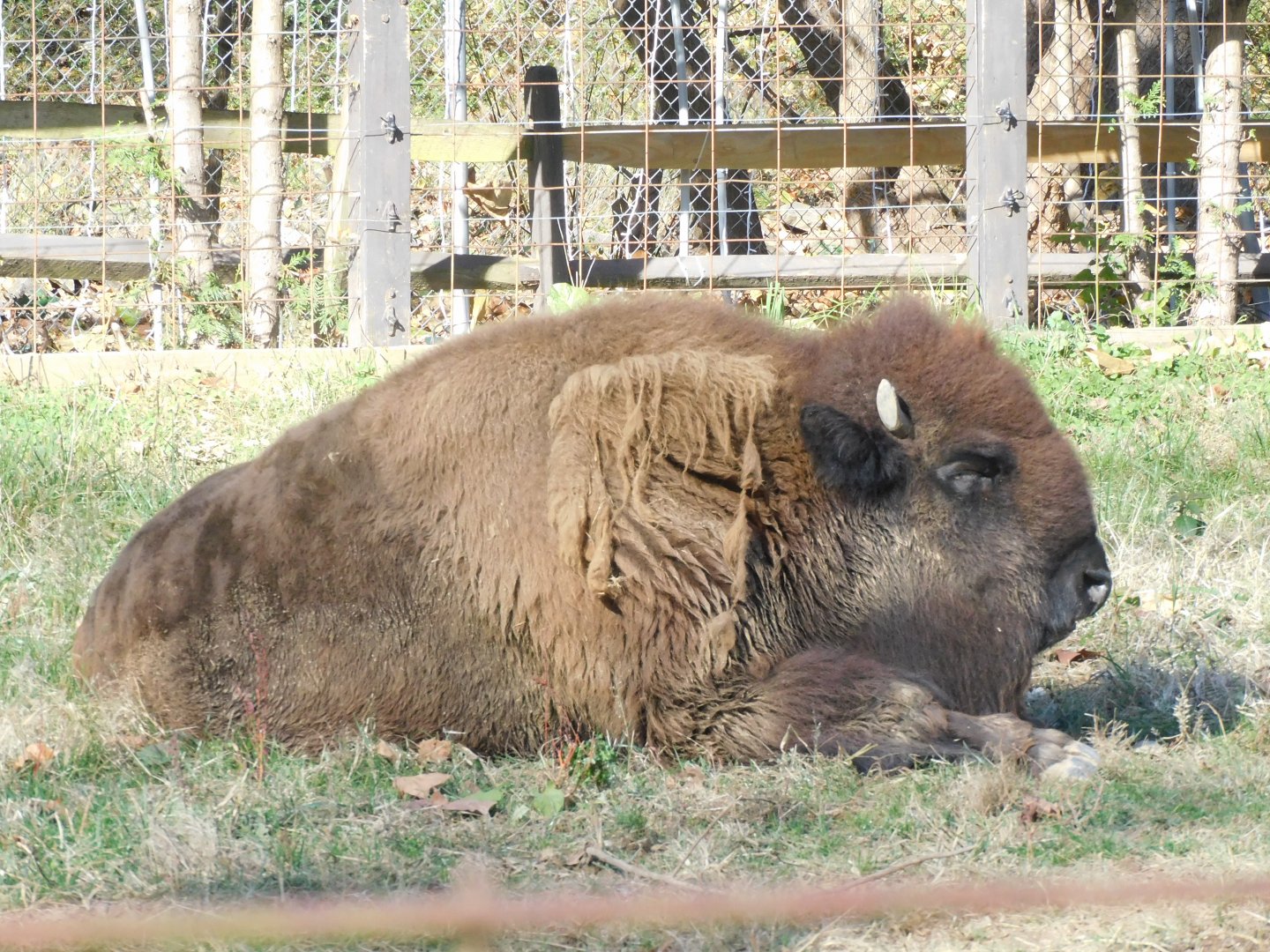 Bison