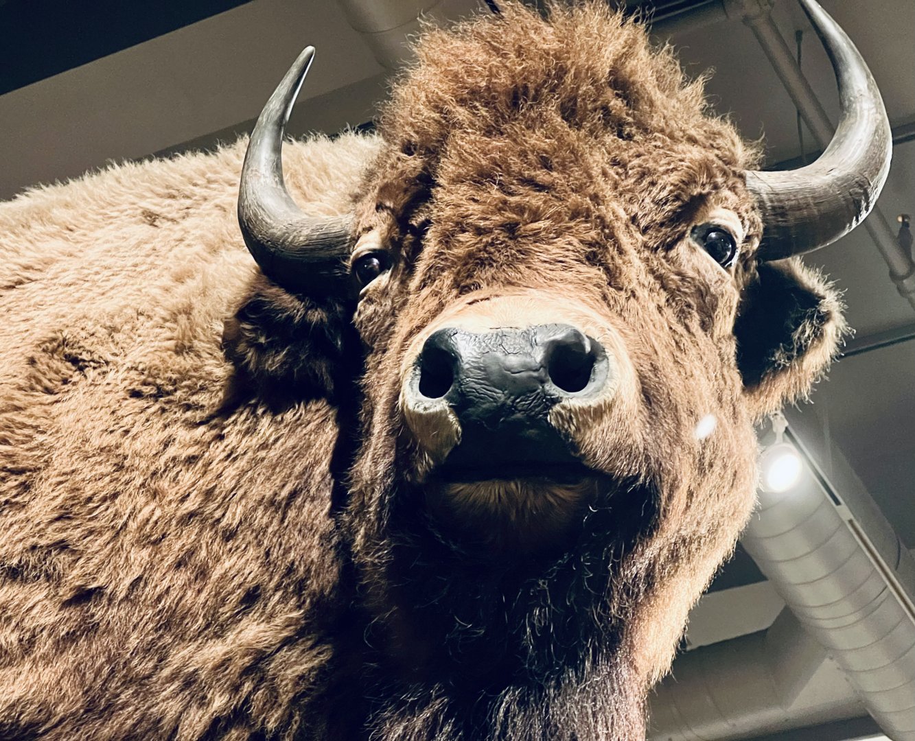 Bison