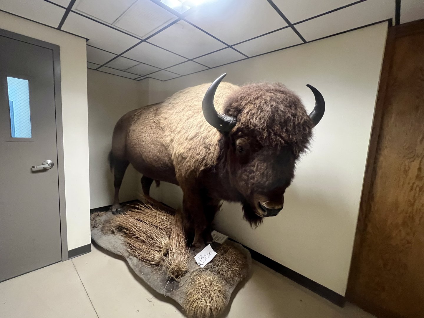 Bison