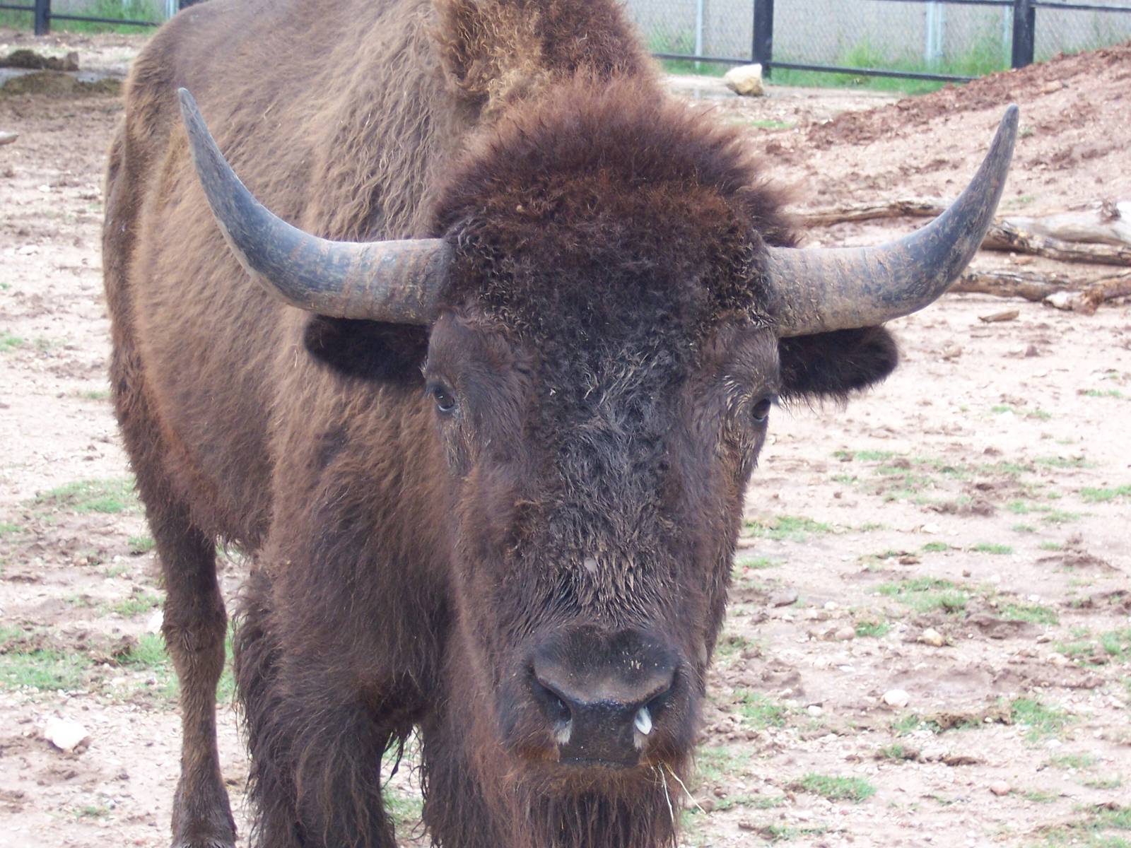 Bison