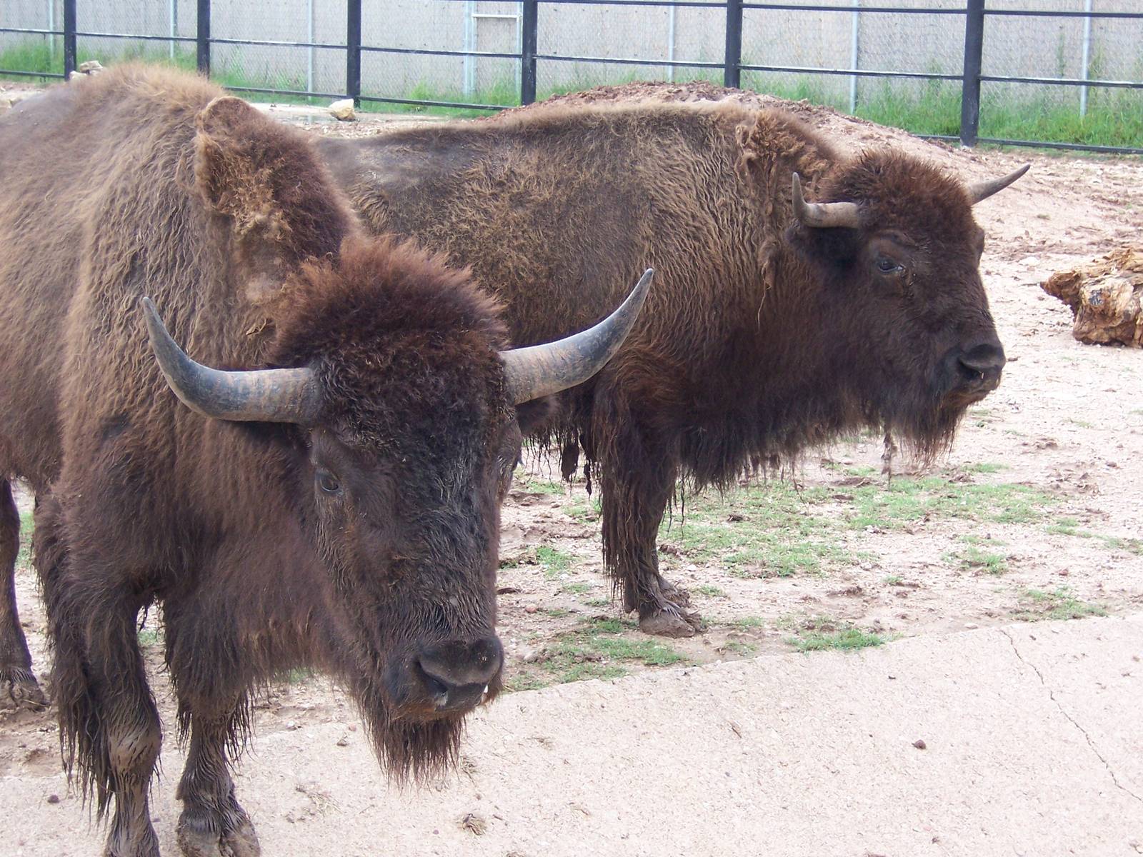 Bison