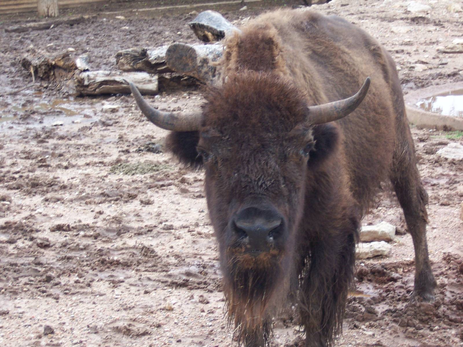 Bison