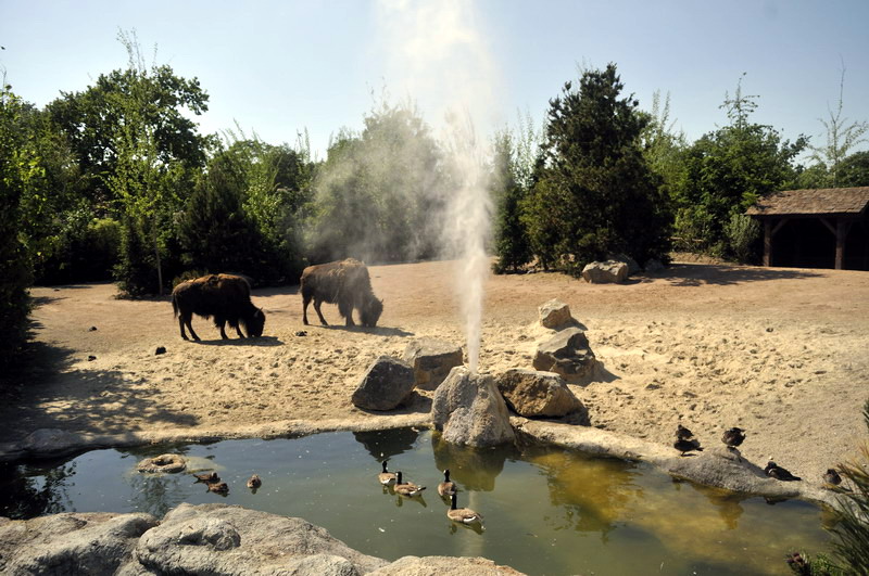 Bisonenclosure at Hannovers Yukon Bay.