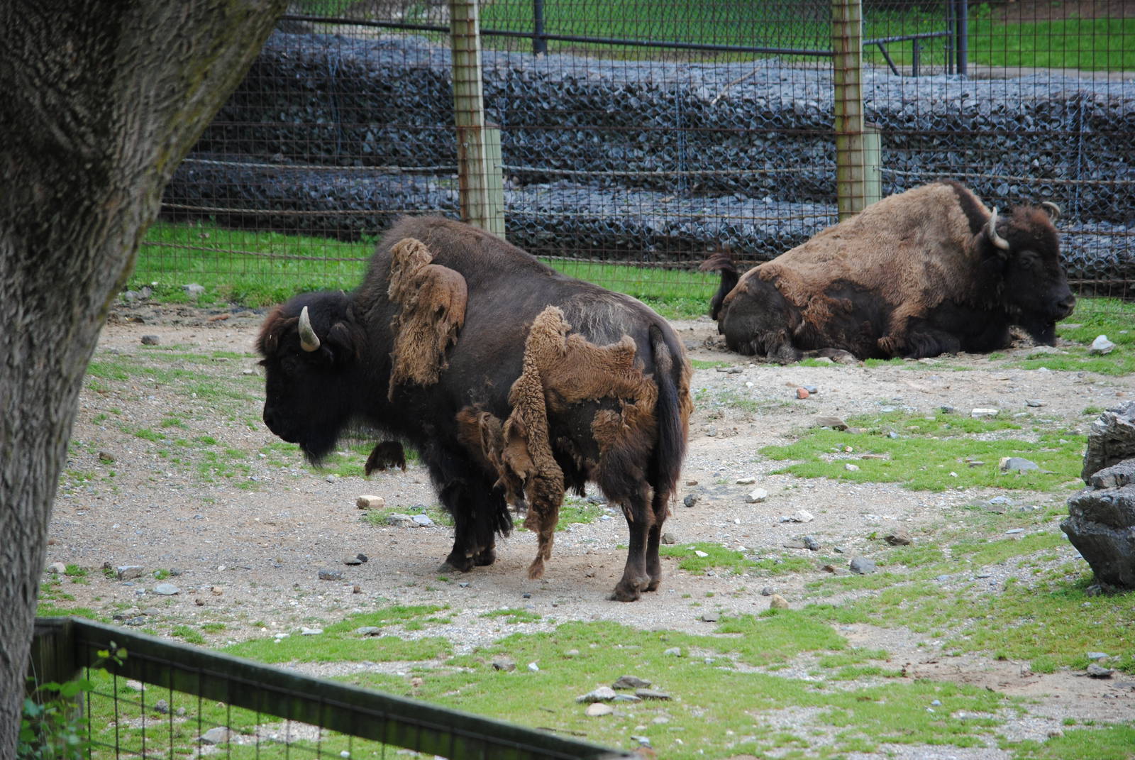 Bisons