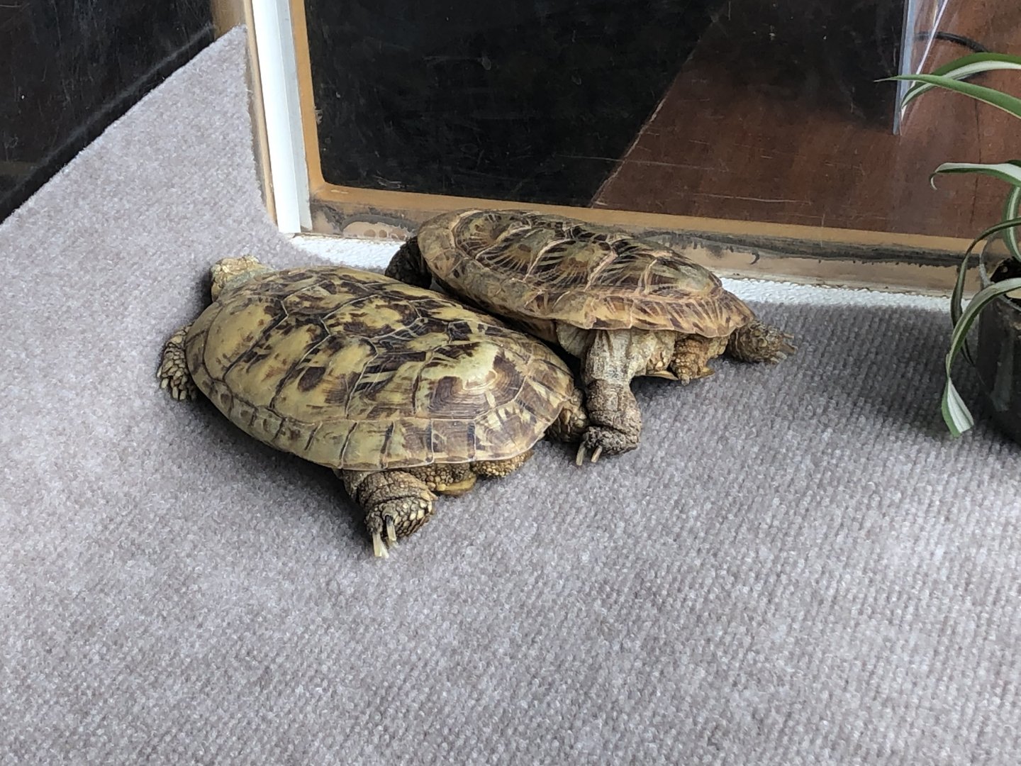 Bisquick & Flapjack, Pancake tortoises