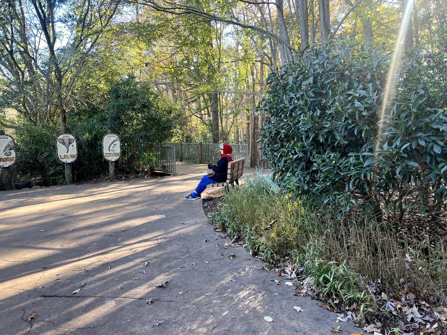 Bit of solitude and meditative Elephant Viewing